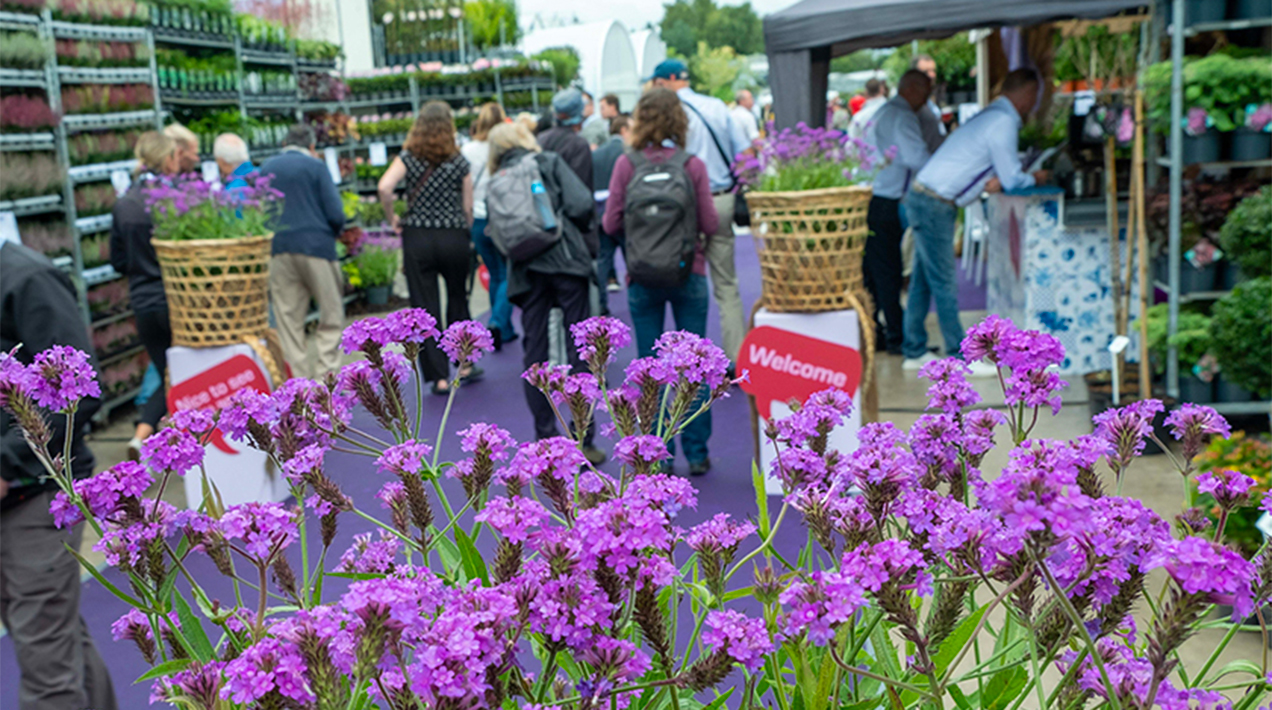 purple flowers at Four Oaks Trade show